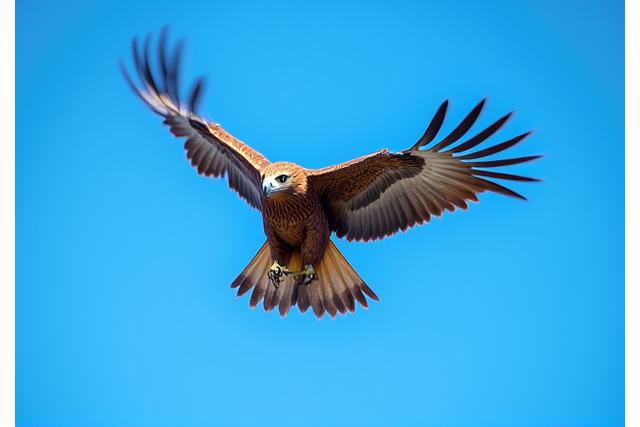 A magnificent bird in flight, captured by an advanced photographer